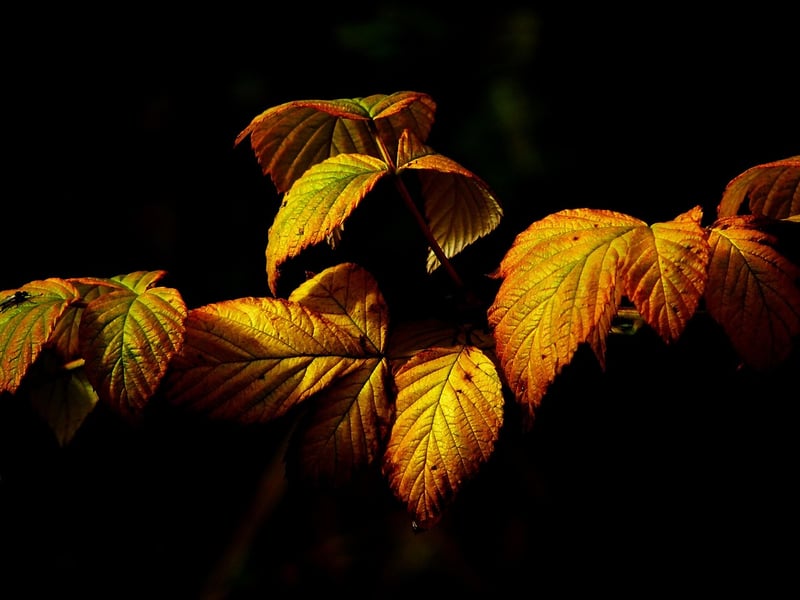 Autumn Garden