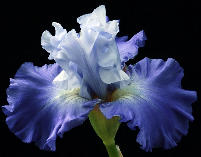 Gardening Image